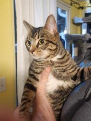 Found/Stray Male Cat last seen Near the corner of Pleasant Vew Rd and Robert Love Dr, 37914, Knoxville, TN 37914