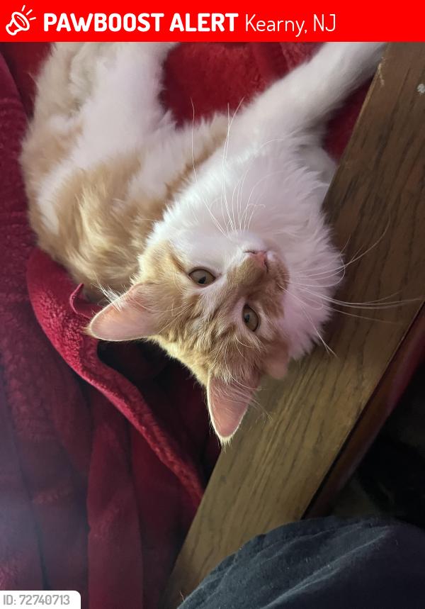 Lost Male Cat last seen Street , Kearny, NJ 07032
