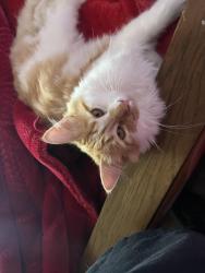 Lost Male Cat last seen Street , Kearny, NJ 07032