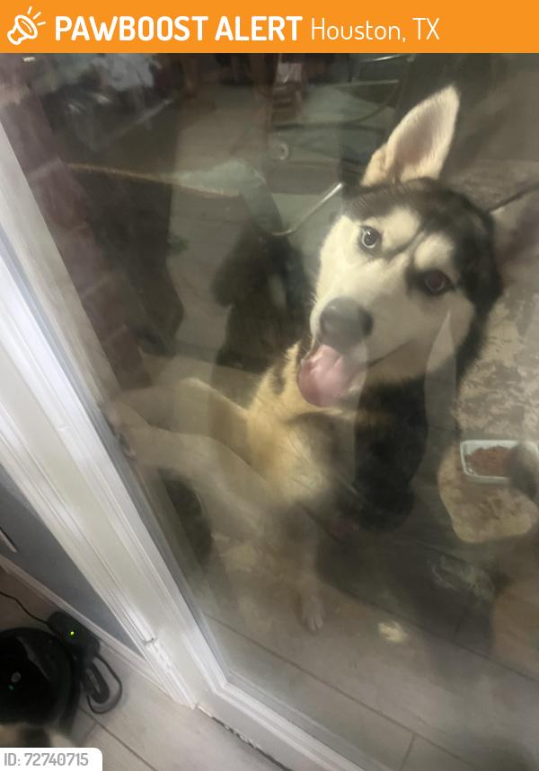 Found/Stray Female Dog last seen Canaan Bridge and Retlin ct, Houston, TX 77041