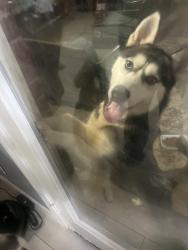 Found/Stray Female Dog last seen Canaan Bridge and Retlin ct, Houston, TX 77041