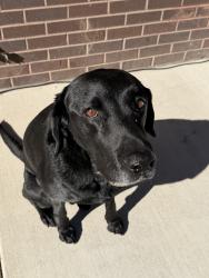 Lost Male Dog last seen Garfield St x Bruce Randolph. , Denver, CO 80205