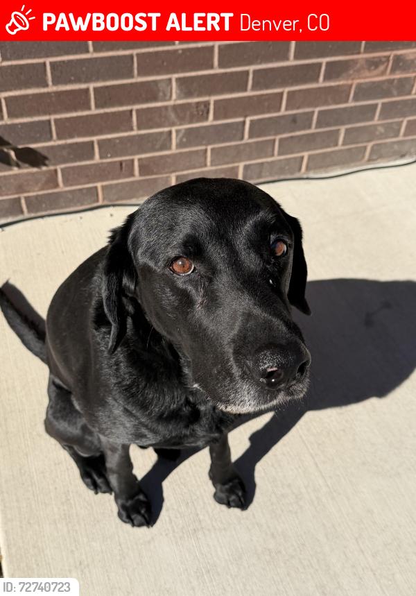 Lost Male Dog last seen Garfield St x Bruce Randolph. , Denver, CO 80205