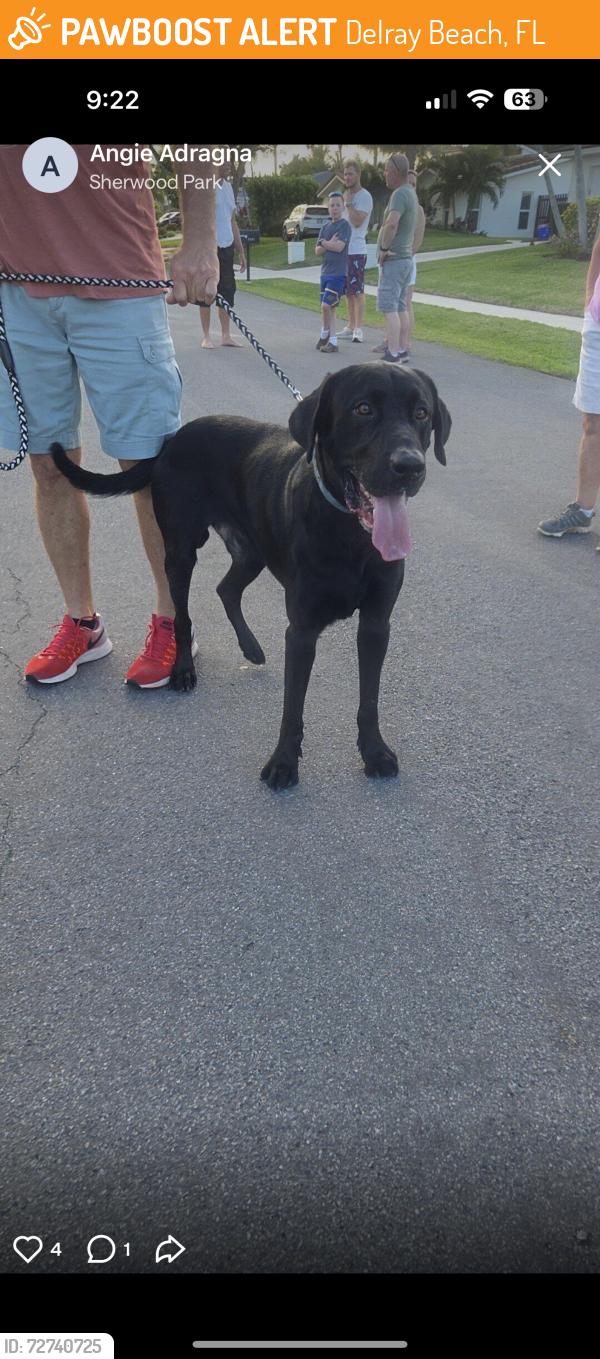 Found/Stray Male Dog last seen Lakeview golf course , Delray Beach, FL 33445