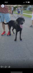 Found/Stray Male Dog last seen Lakeview golf course , Delray Beach, FL 33445