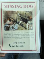 Lost Male Dog last seen little italy on main street, New Straitsville, OH 43766