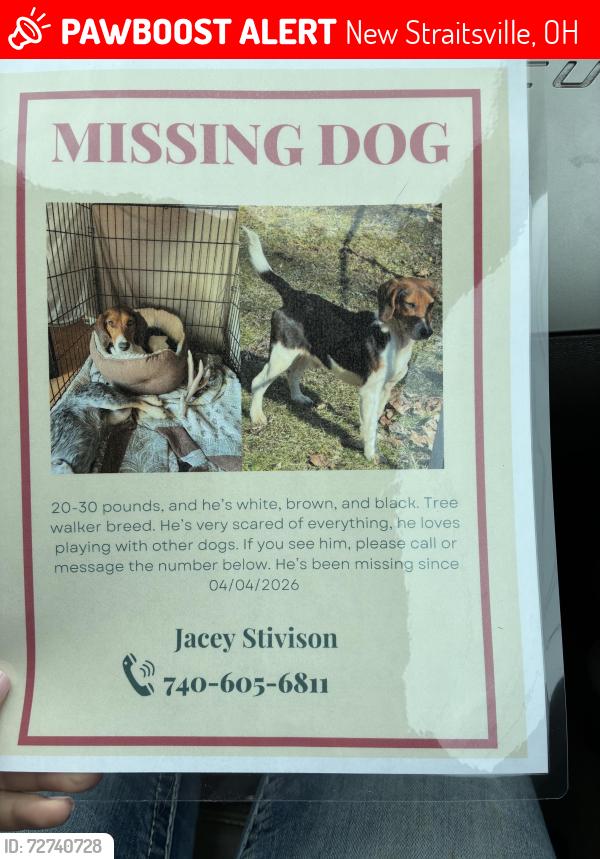 Lost Male Dog last seen little italy on main street, New Straitsville, OH 43766