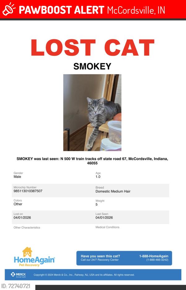 Lost Male Cat last seen N500 west. McCordsville , McCordsville, IN 46055