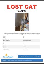 Lost Male Cat last seen N500 west. McCordsville , McCordsville, IN 46055