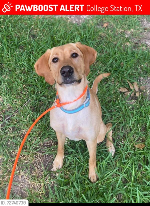 Lost Female Dog last seen Middle school, College Station, TX 77840