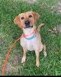 Lost Female Dog last seen Middle school, College Station, TX 77840