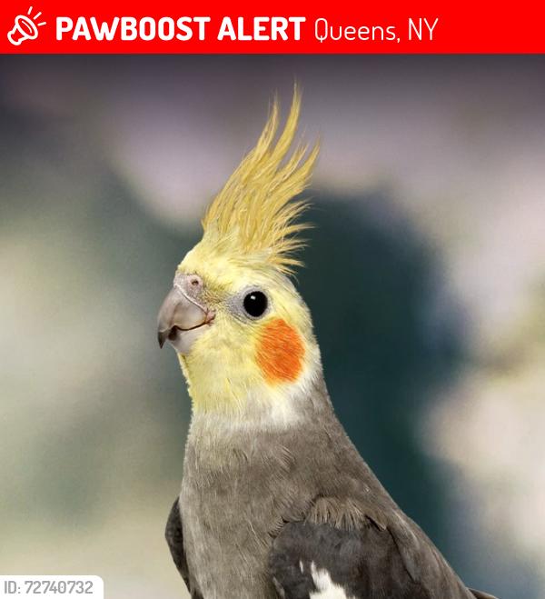 Lost Female Bird last seen 84th st Middle Village , Queens, NY 11374