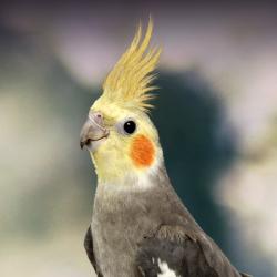 Lost Female Bird last seen 84th st Middle Village , Queens, NY 11374