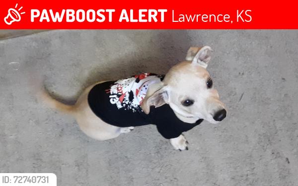 Lost Male Dog last seen 7th North street , Lawrence, KS 66044