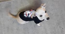Lost Male Dog last seen 7th North street , Lawrence, KS 66044