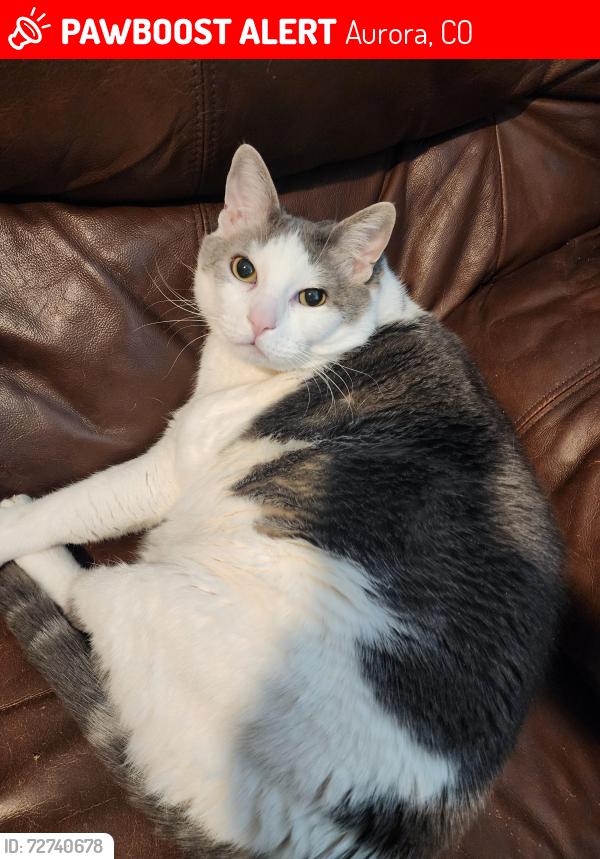 Lost Male Cat last seen Aurora Century Elementary, Aurora, CO 80014