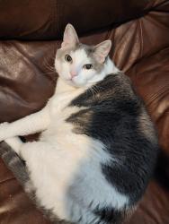 Lost Male Cat last seen Aurora Century Elementary, Aurora, CO 80014