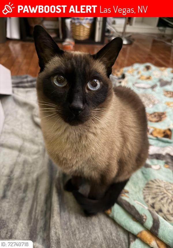 Lost Male Cat last seen sahara and tree line, near the highschool, Las Vegas, NV 89142