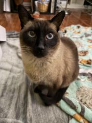 Lost Male Cat last seen sahara and tree line, near the highschool, Las Vegas, NV 89142