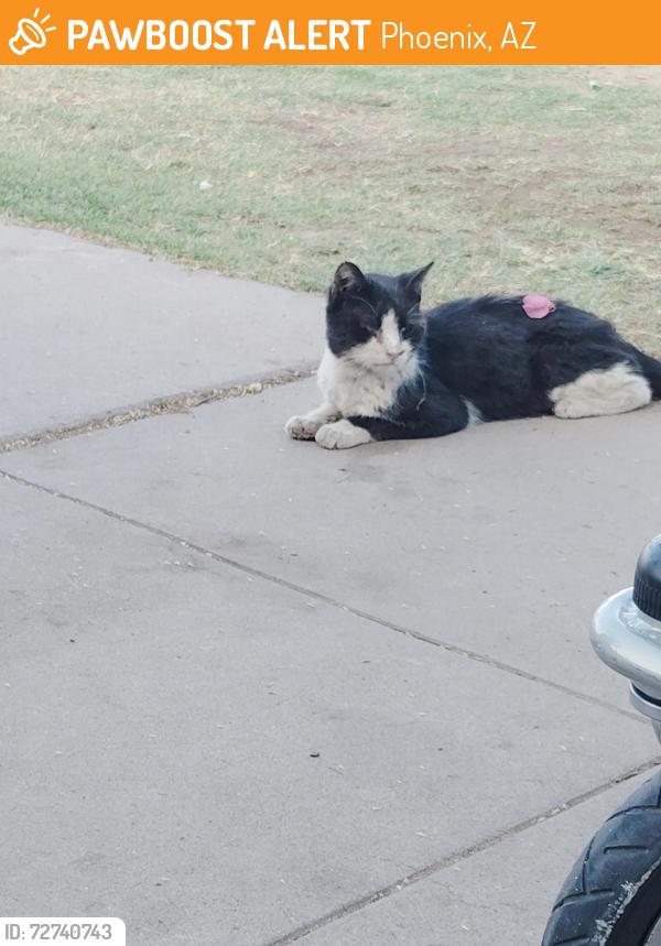 Found/Stray Unknown Cat last seen 22nd ave and jefferson, Phoenix, AZ 85009