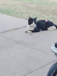 Found/Stray Unknown Cat last seen 22nd ave and jefferson, Phoenix, AZ 85009