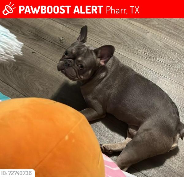 Lost Male Dog last seen Violet Dr & sugar , Pharr, TX 78577