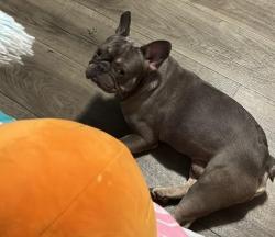 Lost Male Dog last seen Violet Dr & sugar , Pharr, TX 78577