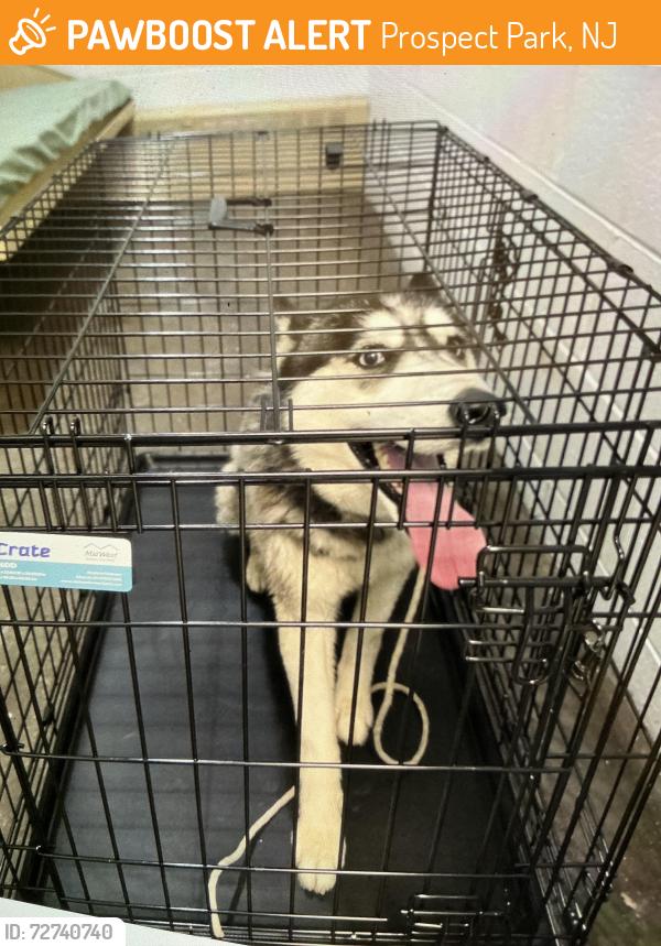 Found/Stray Female Dog last seen Haledon ave, Prospect Park, NJ 07508