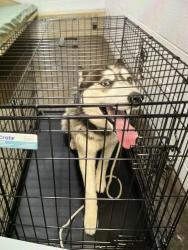 Found/Stray Female Dog last seen Haledon ave, Prospect Park, NJ 07508