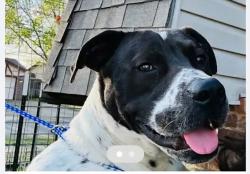 Found/Stray Male Dog last seen SW 95th & S Fairview Dr, Oklahoma City, OK 73159