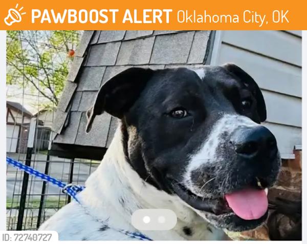 Found/Stray Male Dog last seen SW 95th & S Fairview Dr, Oklahoma City, OK 73159