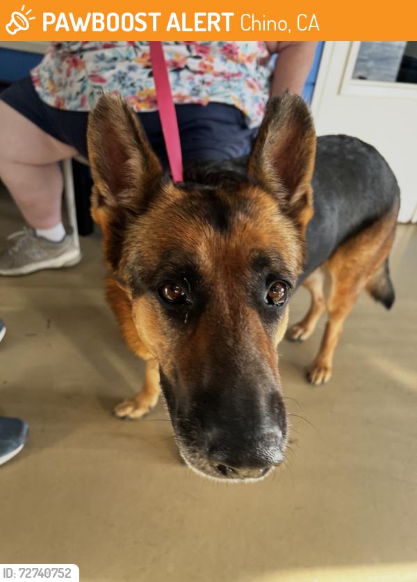 Found/Stray Female Dog last seen CHINO CA Ramona & Philadelphia , Chino, CA 91710