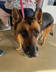 Found/Stray Female Dog last seen CHINO CA Ramona & Philadelphia , Chino, CA 91710
