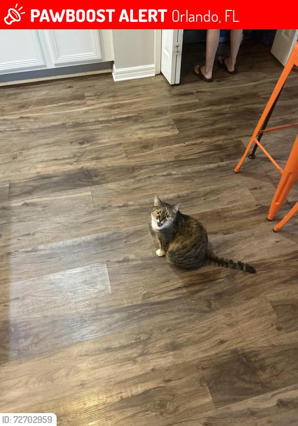 Lost Female Cat last seen Anna Catherine , Orlando, FL 32828