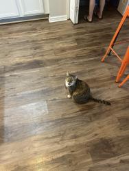 Lost Female Cat last seen Anna Catherine , Orlando, FL 32828