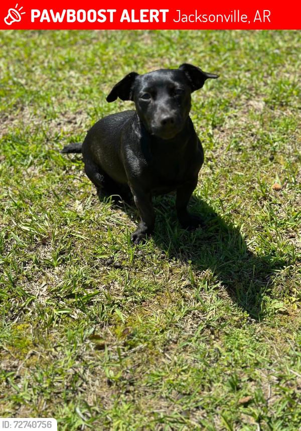 Lost Female Dog last seen Jacksonville Conway Rd, Jacksonville, AR 72076