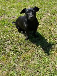 Lost Female Dog last seen Jacksonville Conway Rd, Jacksonville, AR 72076