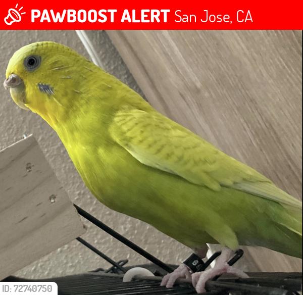 Lost Female Bird last seen Bret Harte Dr, San Jose, CA, San Jose, CA 95120