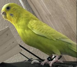 Lost Female Bird last seen Bret Harte Dr, San Jose, CA, San Jose, CA 95120