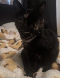 Lost Female Cat last seen Easton Place Providence , Las Vegas, NV 89166
