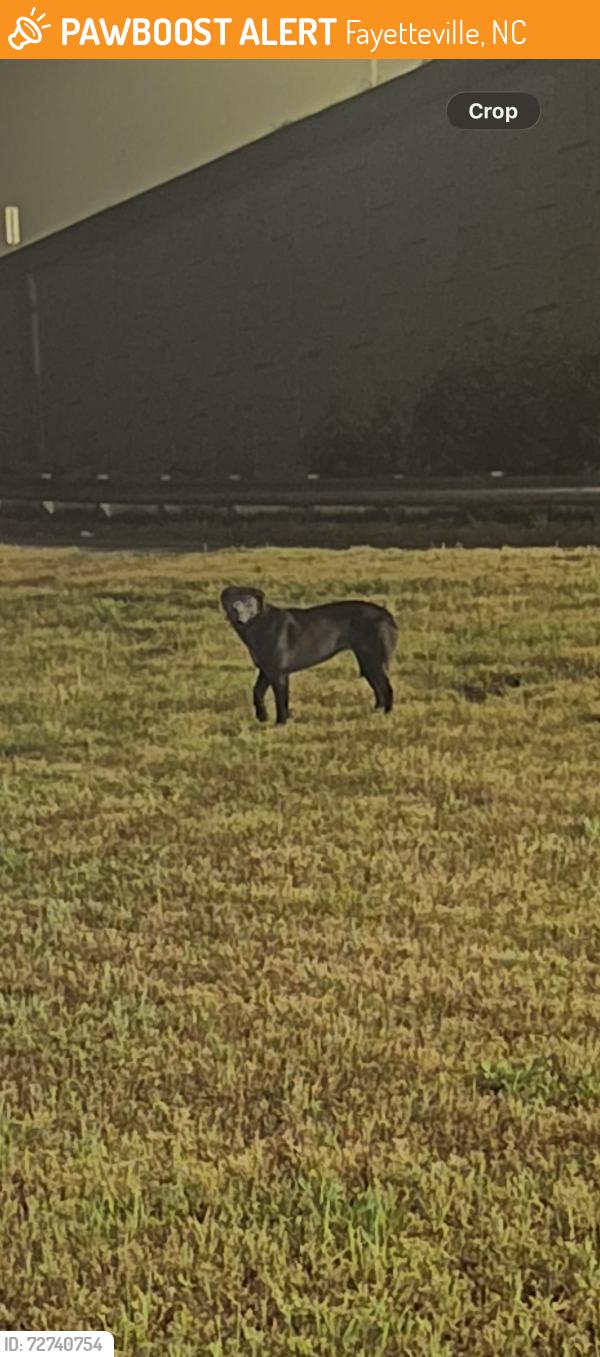 Found/Stray Unknown Dog last seen Near Exit 28 to Ramsey St, Fayetteville, NC 28311