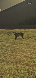Found/Stray Unknown Dog last seen Near Exit 28 to Ramsey St, Fayetteville, NC 28311