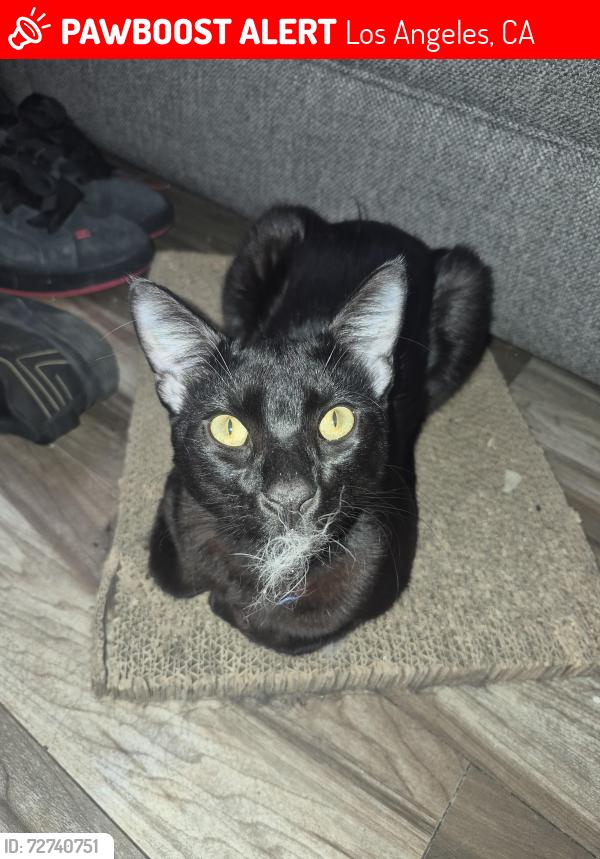 Lost Male Cat last seen Cartwright, saticoy , Los Angeles, CA 91352