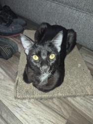 Lost Male Cat last seen Cartwright, saticoy , Los Angeles, CA 91352