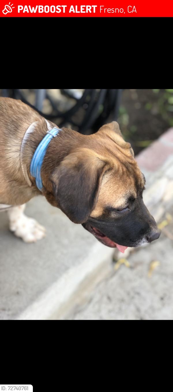 Lost Male Dog last seen By weathermaker ave , Fresno, CA 93727