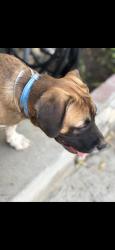 Lost Male Dog last seen By weathermaker ave , Fresno, CA 93727