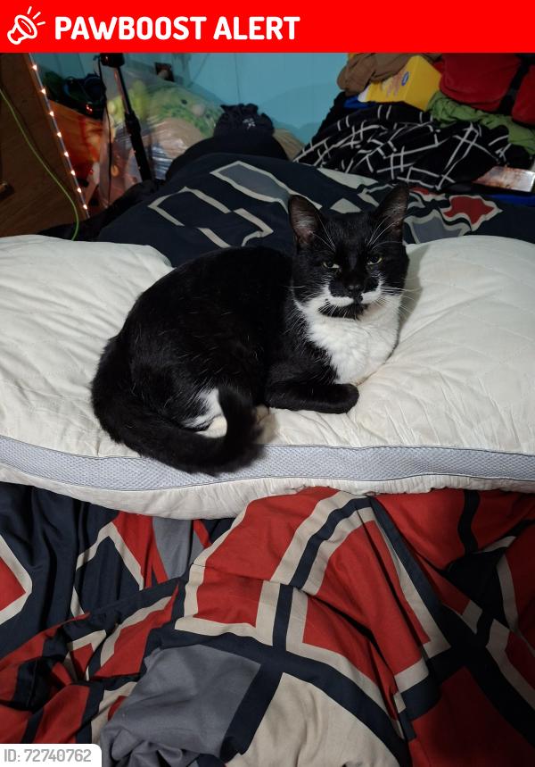 Lost Male Cat last seen Richmond Street , Georgetown, PE C0A 1L0