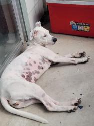 Lost Female Dog last seen Sage Canyon, Harper, TX 78631