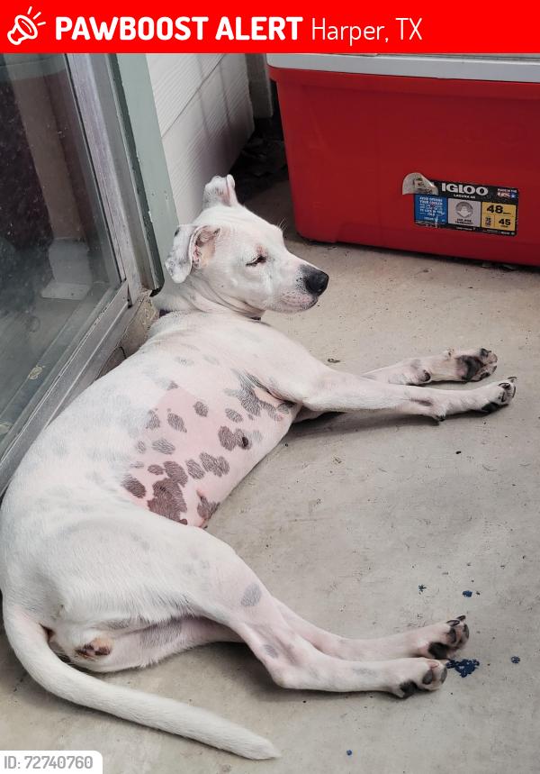 Lost Female Dog last seen Sage Canyon, Harper, TX 78631