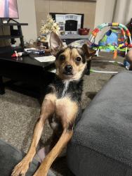 Lost Male Dog last seen Outside of our , Alton, TX 78573